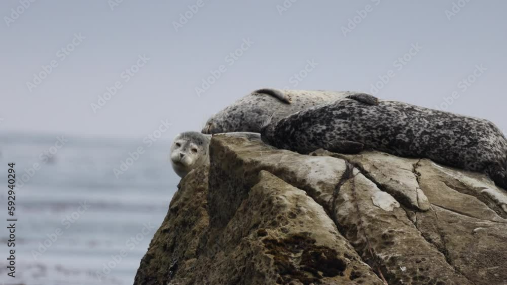 Seals on a rock in the ocean on a cloudy day Seals on a rock in the ocean on a cloudy day