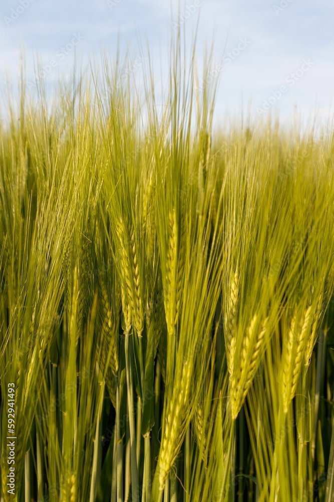 Vertical closeup shot of a green wheat field Vertical closeup shot of a green wheat field