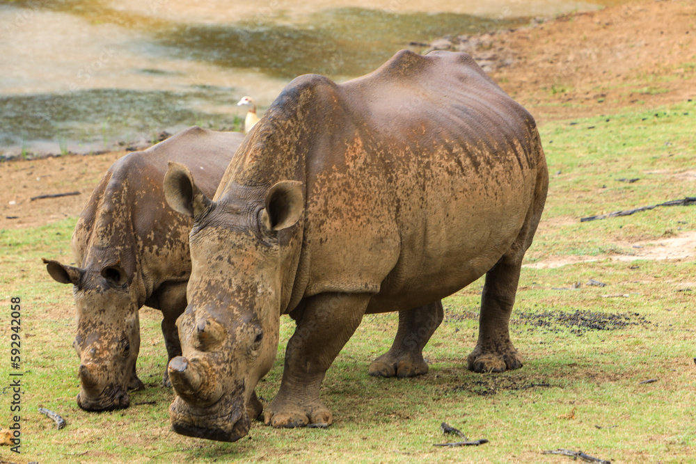 Fototapeta premium Rhinos drinking