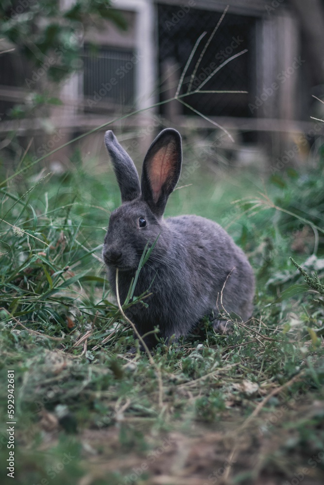 Beautiful closeup of a gray rabbit in the garden Beautiful closeup of a gray rabbit in the garden