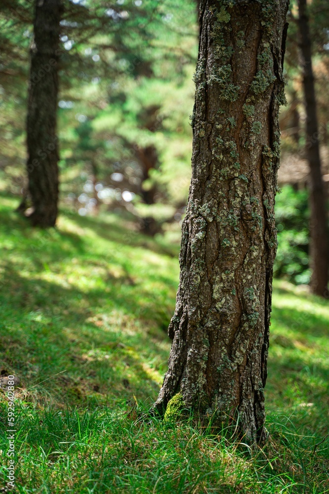 Vertical view of tree trunks on the grass in a greenery Vertical view of tree trunks on the grass in a greenery