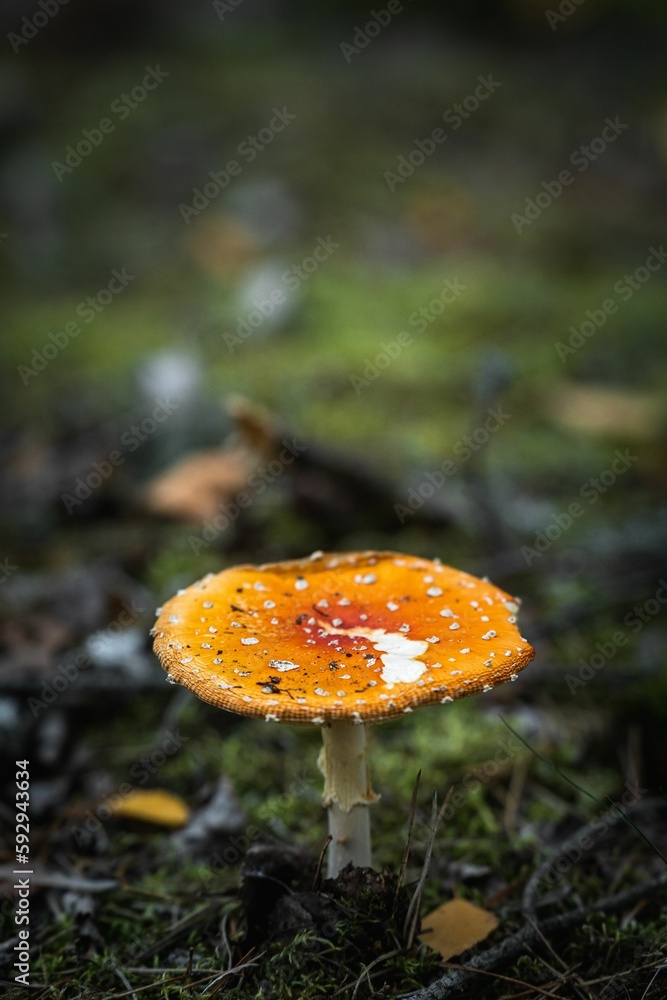 Closeup of a mushroom in grass under the sunlight Closeup of a mushroom in grass under the sunlight