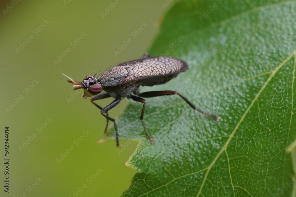 Closeup on a black winged snail killing fly, Coremacera marginata sitting on a green leaf in the garden Closeup on a black winged snail killing fly, Coremacera marginata sitting on a green leaf in the garden