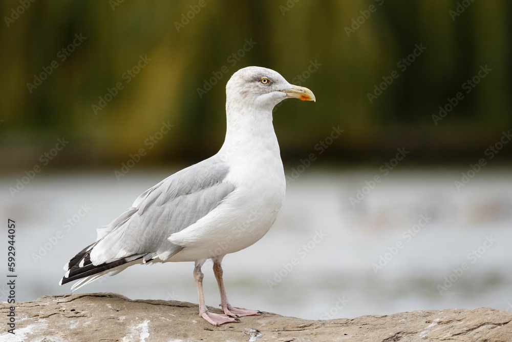 Beautiful view Herring Gull with blurred background