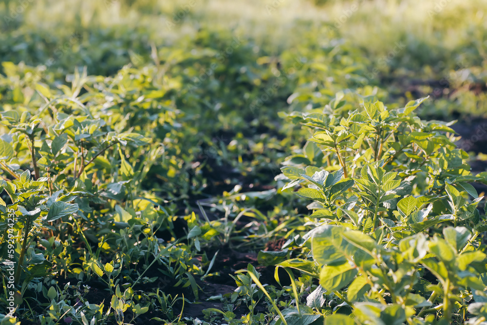 Unprocessed, unocidished, weed and grass covered potatoes plant. Young potato Growing in vegetable garden Unprocessed, unocidished, weed and grass covered potatoes plant. Young potato Growing in vegetable garden