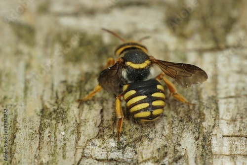 Dorsal close up of one a colorful yellow orange Mediterranean carder bee, Rhodanthidium infuscatum, sitting on wood