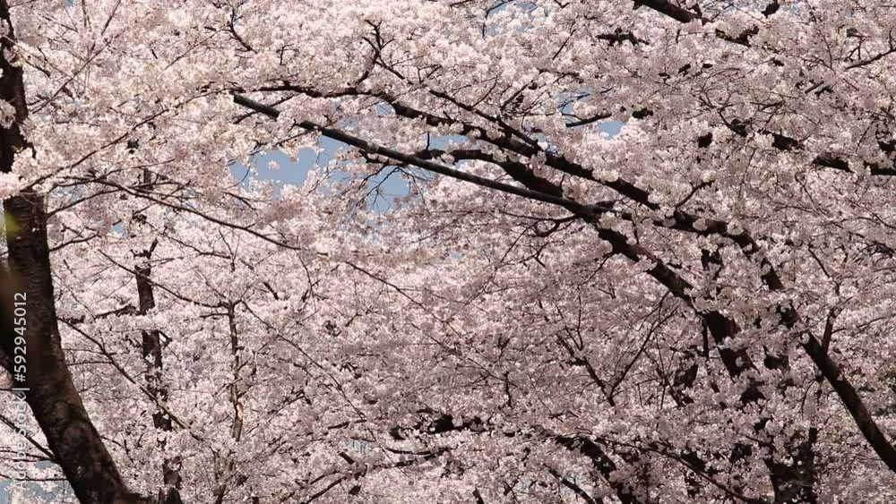群馬県前橋市　桜　ソメイヨシノ