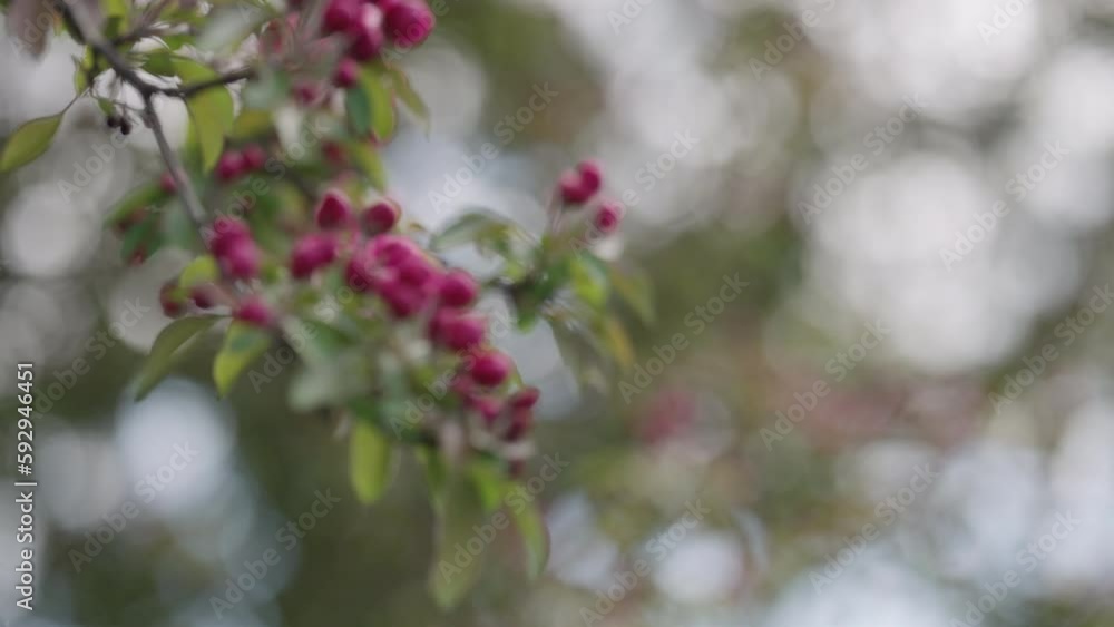 Spring pink apple flowers closeup shot Spring pink apple flowers closeup shot