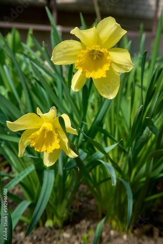 Trevitan's dwarf yellow daffodils bloom in a flower bed with a blurred background