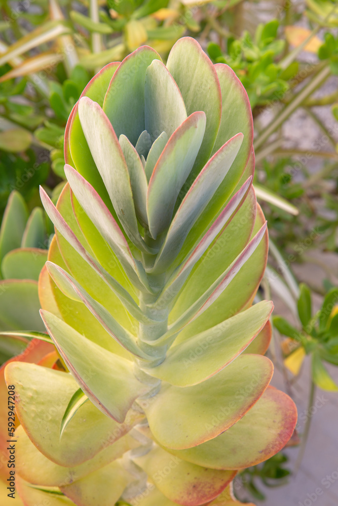 Cactus Leaf Detail in Benidorm; Alicante; Spain