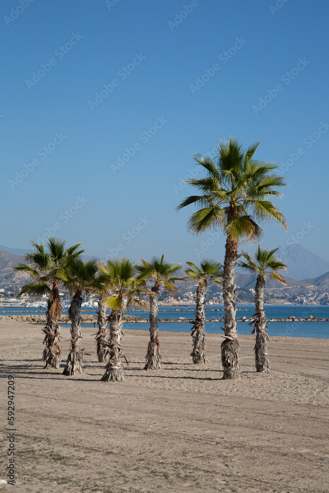Palm Trees, El Campello Beach, Alicante; Spain