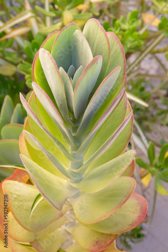 Obraz na płótnie Cactus Leaf Detail in Benidorm; Alicante; Spain w salonie
