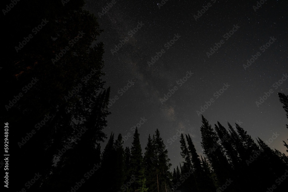 Low angle silhouette of trees against starry sky at nigth Low angle silhouette of trees against starry sky at nigth