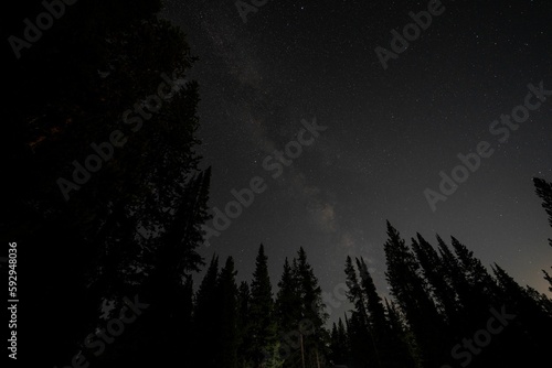 Low angle silhouette of trees against starry sky at nigth