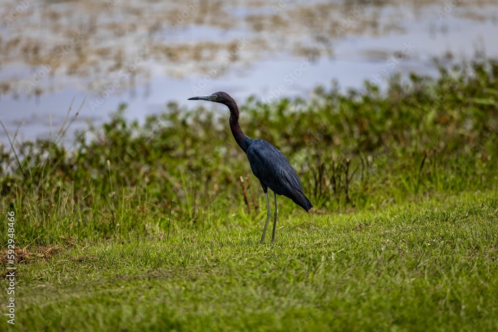 Heron bird on green grass Heron bird on green grass