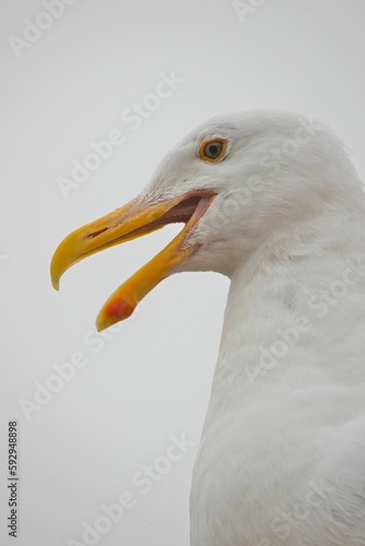 Vertical closeup shot of the face of a seagull with a cloudy a sky in the background