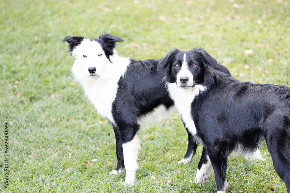 Border Collie running friends
