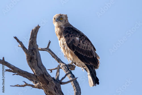 Black-chested Snake Eagle or Black-breasted Snake Eagle (Swartborsslangarend) (Circaetus Pectoralis) in the Kgalagadi Transfrontier Park