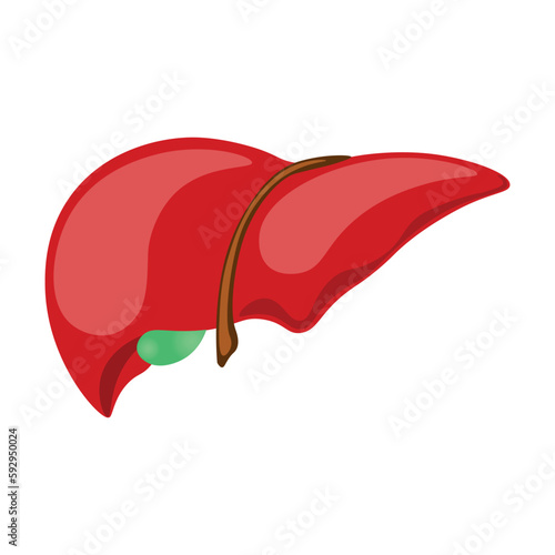 The human liver that purifies the blood, medecine, stomach, health, body, internal organ, vector, illustration, isolated, white background 