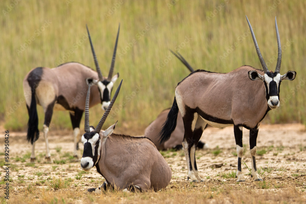 South African oryx (Oryx gazella) (Gemsbok) on dunes in the Kgalagadi Transfrontier Park South African oryx (Oryx gazella) (Gemsbok) on dunes in the Kgalagadi Transfrontier Park