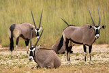 South African oryx (Oryx gazella) (Gemsbok) on dunes in the Kgalagadi Transfrontier Park