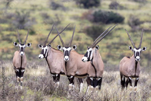 Cuadro en lienzo South African oryx (Oryx gazella) (Gemsbok) on dunes in the Kgalagadi Transfront