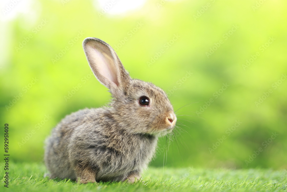 Cute little rabbit on green grass with natural bokeh as background during spring. Young adorable bunny playing in garden. Lovely pet at park in spring. Cute little rabbit on green grass with natural bokeh as background during spring. Young adorable bunny playing in garden. Lovely pet at park in spring.