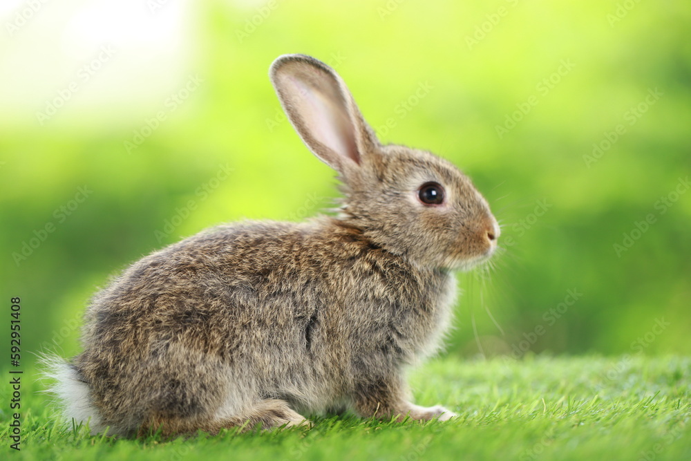 Cute little rabbit on green grass with natural bokeh as background during spring. Young adorable bunny playing in garden. Lovely pet at park in spring. Cute little rabbit on green grass with natural bokeh as background during spring. Young adorable bunny playing in garden. Lovely pet at park in spring.