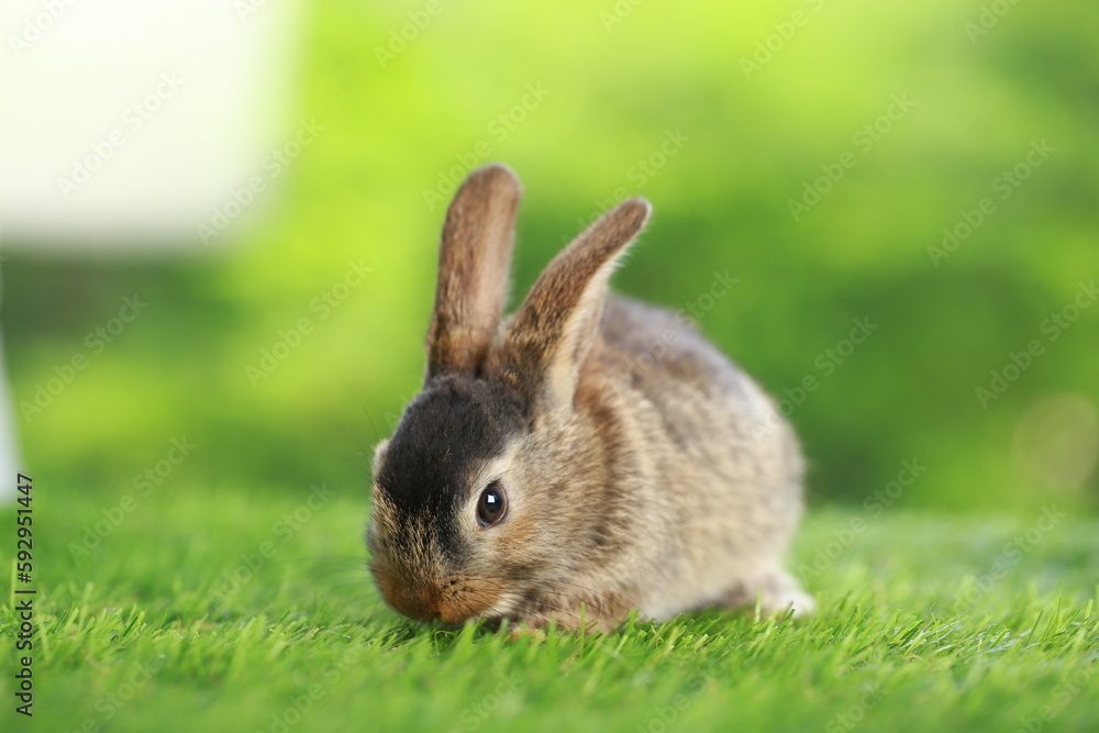 Cute little rabbit on green grass with natural bokeh as background during spring. Young adorable bunny playing in garden. Lovely pet at park in spring. Cute little rabbit on green grass with natural bokeh as background during spring. Young adorable bunny playing in garden. Lovely pet at park in spring.