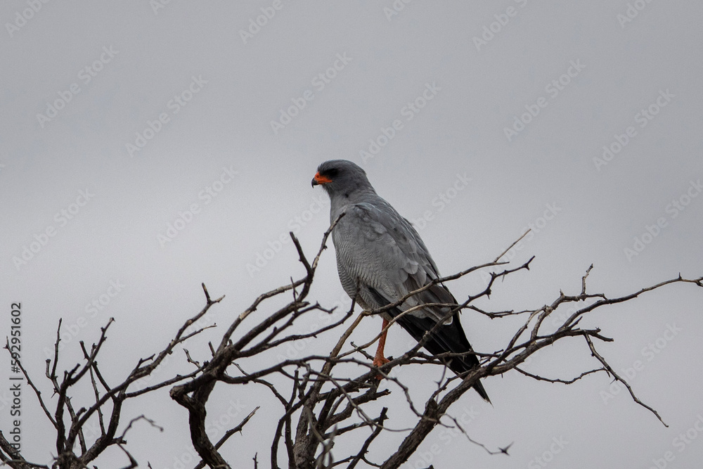 Pale Chanting Goshawk (Bleeksingvalk) (Melierax canorus) in the Kgalagadi Transfrontier Park Pale Chanting Goshawk (Bleeksingvalk) (Melierax canorus) in the Kgalagadi Transfrontier Park