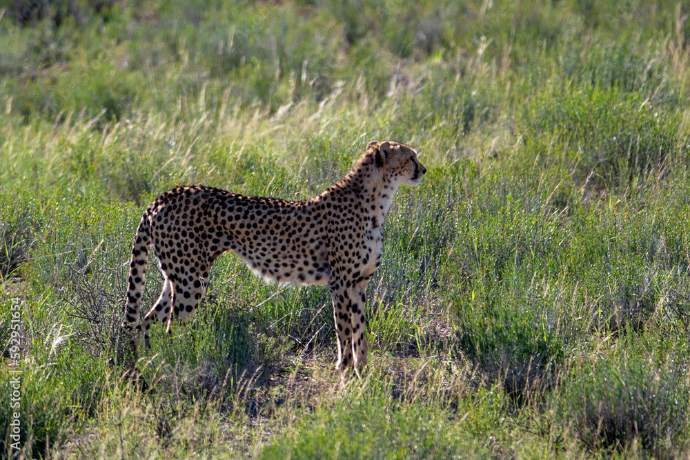 Cheetah in the Kgalagadi Transfrontier Park (Acinonyx jubatus) Cheetah in the Kgalagadi Transfrontier Park (Acinonyx jubatus)