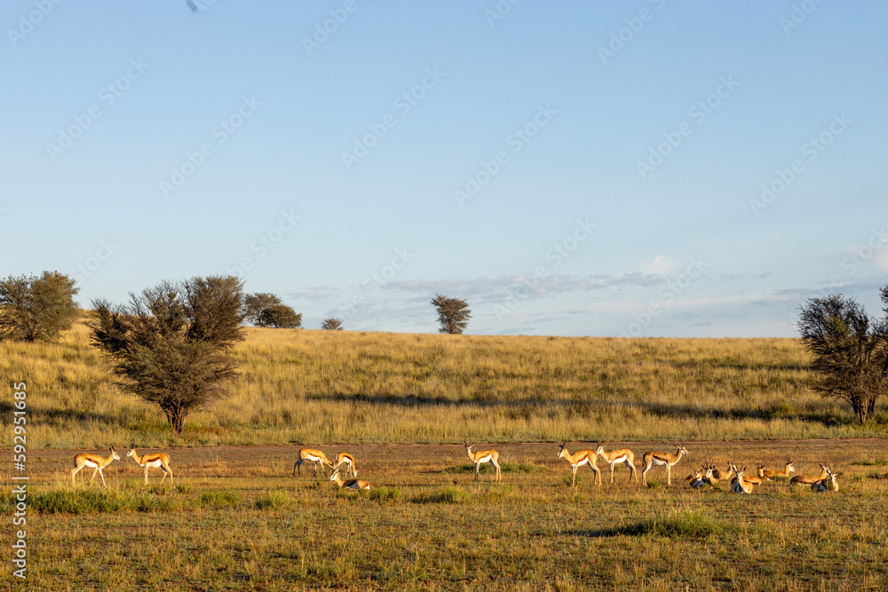 Springbok (Antidorcas marsupialis) in the Kgalagadi Transfrontier Park