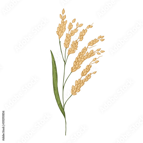 Hand drawn ears of a rice plant. Illustration of branches and grains of rice, dried whole grains. Cereal harvest, agriculture, organic farming, healthy food symbol. Design element.Isolated background