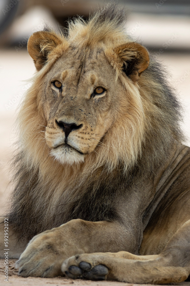 Kalahari Lion (Panthera leo melanochaita) in the Kgalagadi Transfrontier Park Kalahari Lion (Panthera leo melanochaita) in the Kgalagadi Transfrontier Park