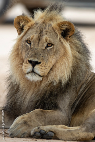 Kalahari Lion  Panthera leo melanochaita  in the Kgalagadi Transfrontier Park