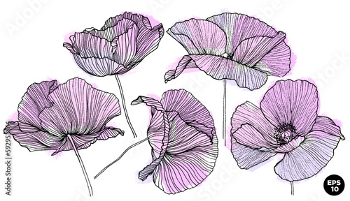 Vector hand drawn flowers. Linear graphic poppy flowers with dry brush textured strokes. Botanical elements set.