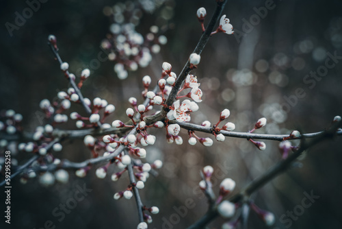 Weissdornzweig im Frühjahr mit Knospen und Blüten