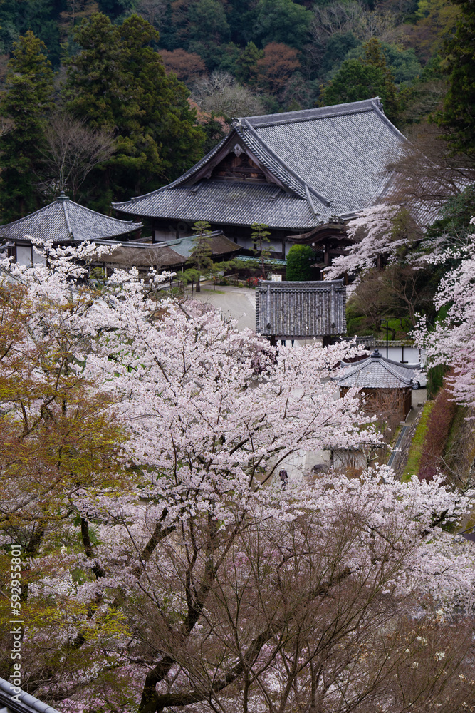 奈良長谷寺の春景色