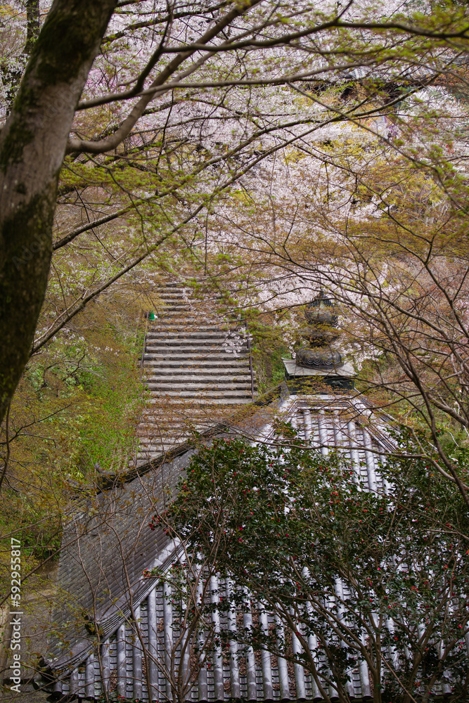 奈良長谷寺の春景色
