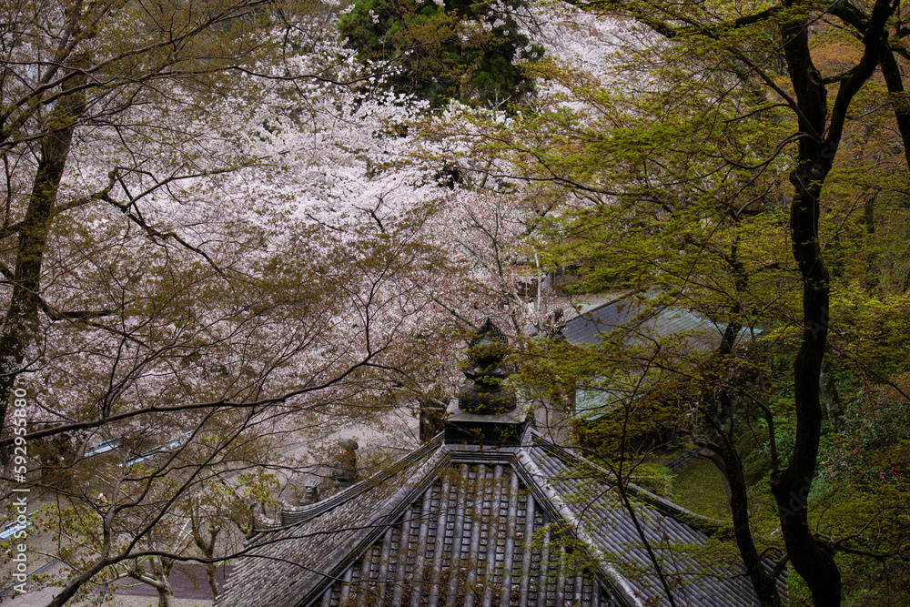 奈良長谷寺の春景色