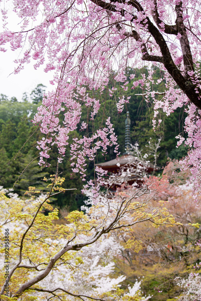 奈良長谷寺の春景色