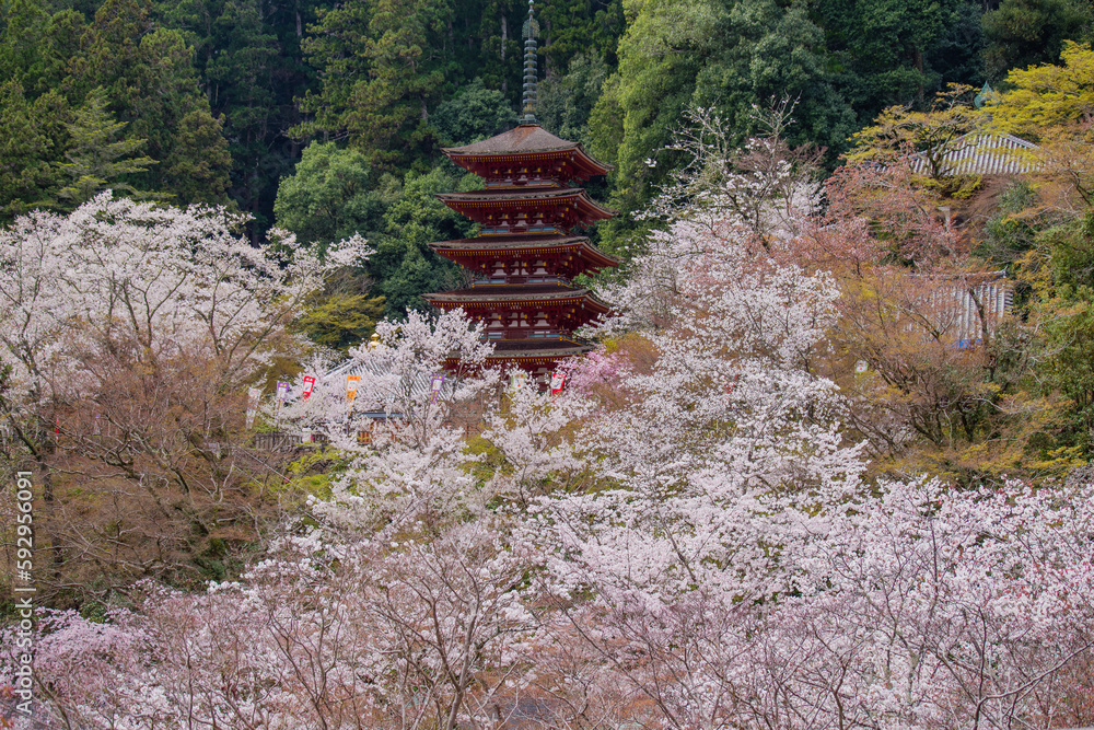奈良長谷寺の春景色