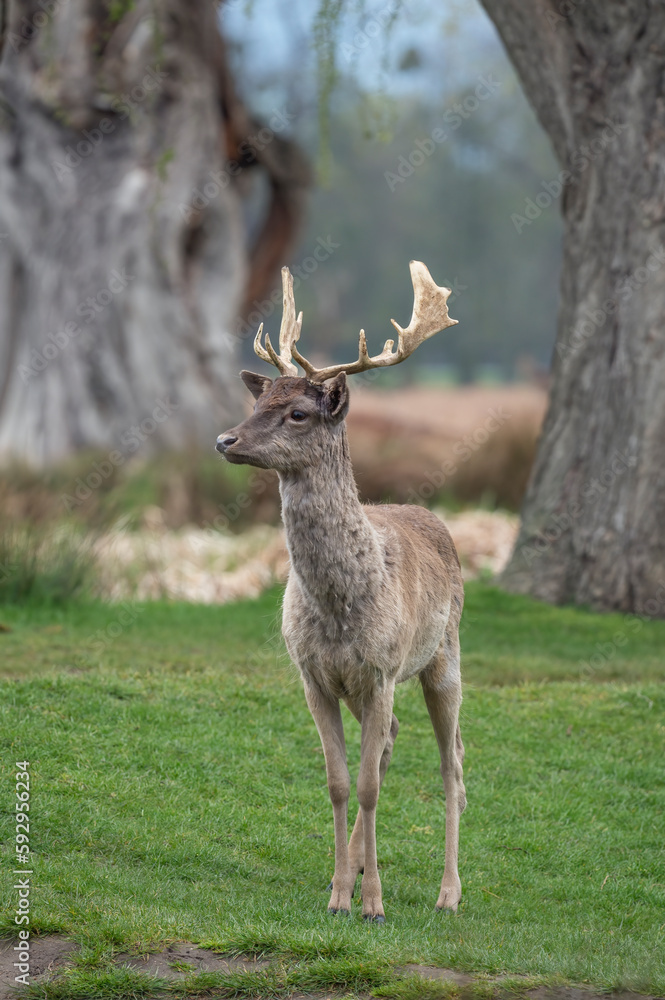 Impressive first set of antlers on young fallow deer Impressive first set of antlers on young fallow deer
