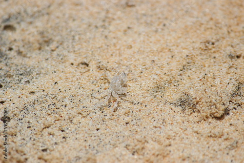 baby antalentic blue crab  on santa monica beach on boa vista island in cape verde  perched on the sand.
