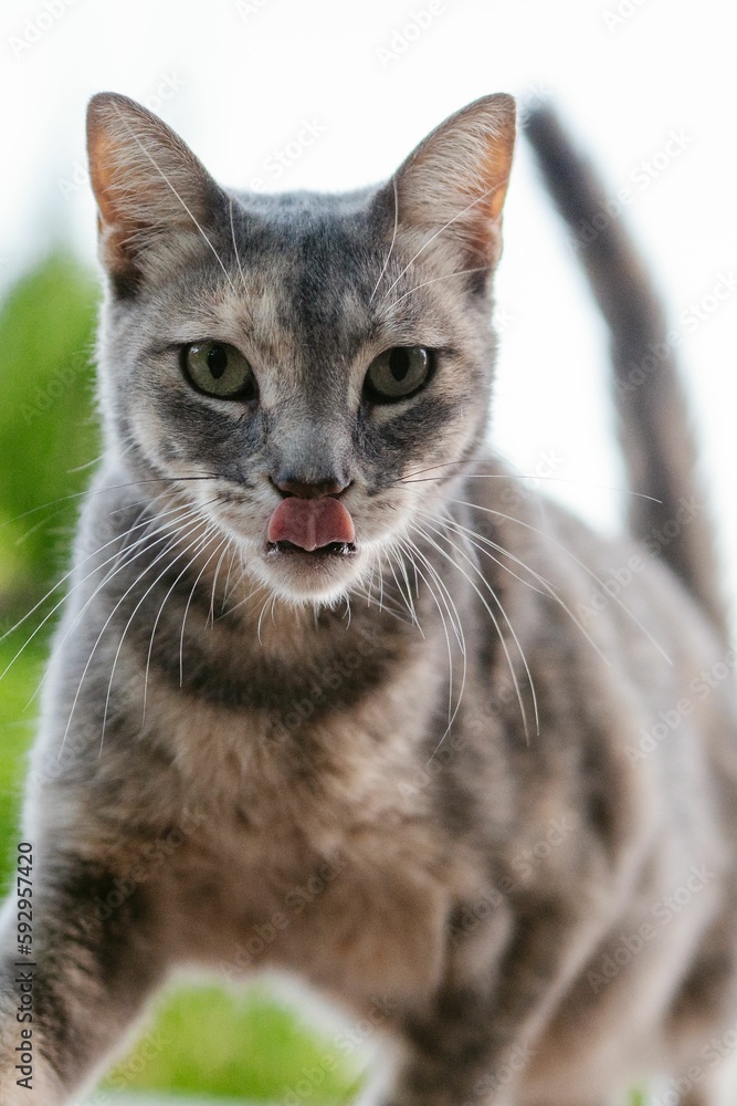Vertical closeup of a cute grey cat licking its mouth staring at the camera