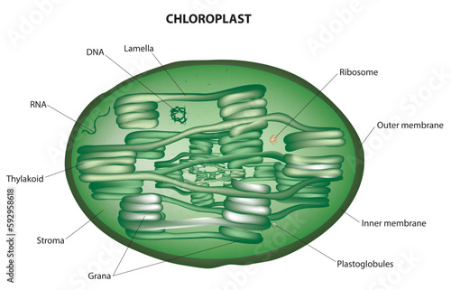 chloroplast diagram