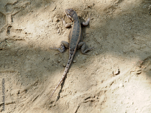 Lizard on a sandy beach in Nicaragua