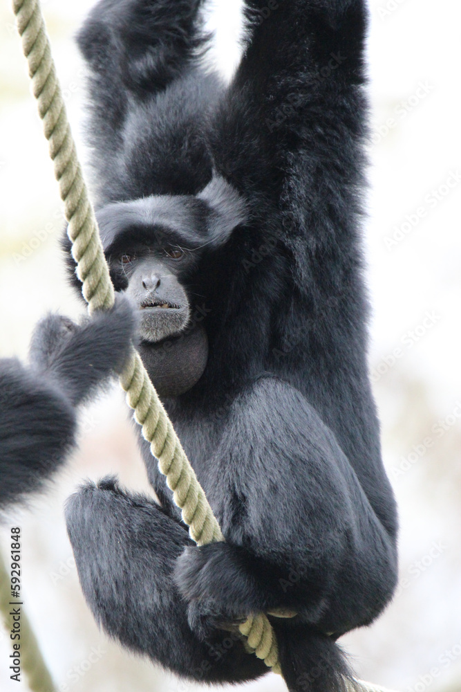 Fototapeta premium Le siamang