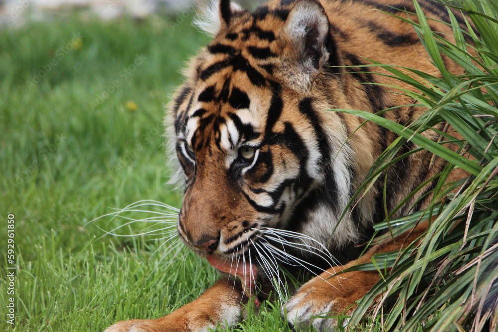 Obraz premium Le tigre de Sumatra
