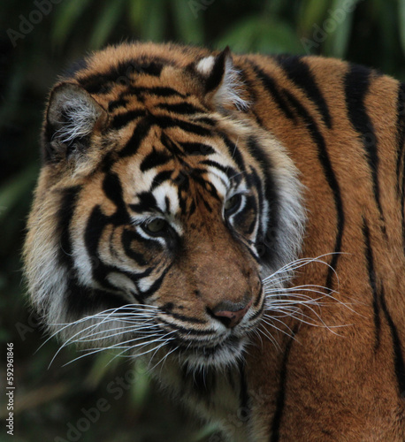 Le tigre de Sumatra_2 © Mag